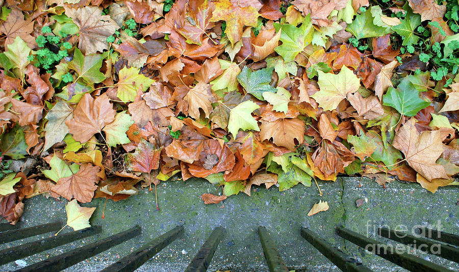 Abstract Photograph - Autumn Leaves Background by Tom Gowanlock Abstract Photograph - Autumn Leaves Background by Tom Gowanlock