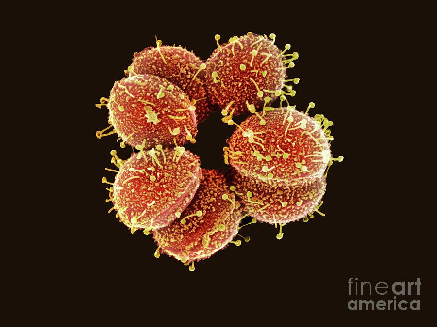 Bacterium Photograph - Bacteriophages Attacking Streptococcus Bacteria by Science Photo Library Bacterium Photograph - Bacteriophages Attacking Streptococcus Bacteria by Science Photo Library
