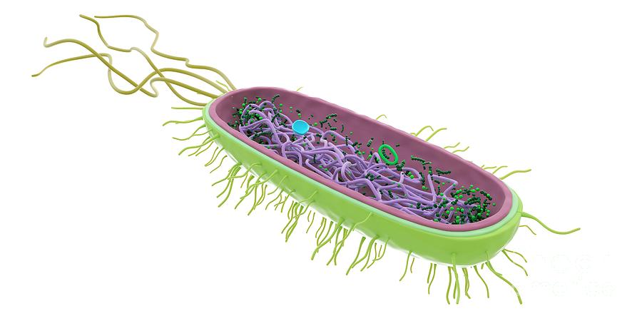 Bacterium Photograph By Sebastian Kaulitzki Science Photo Library 