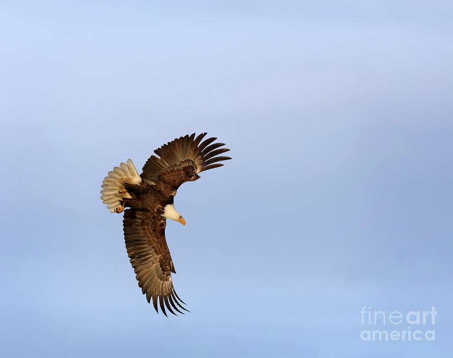 Bald eagle diving for fish #5 Photograph by Louise Heusinkveld