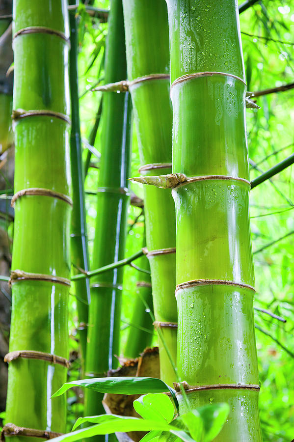 Bamboo #5 Photograph by Enjoynz