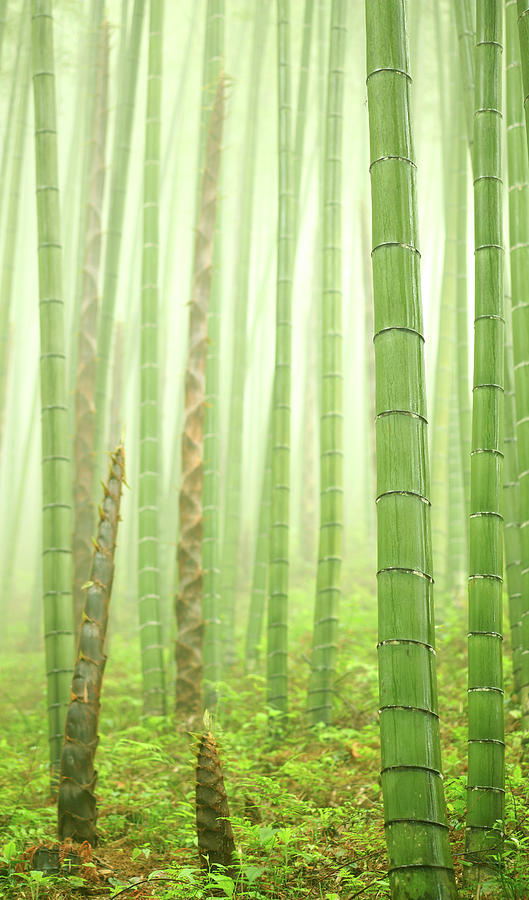 Rural Scene Photograph - Bamboo Forest #5 by Bihaibo
