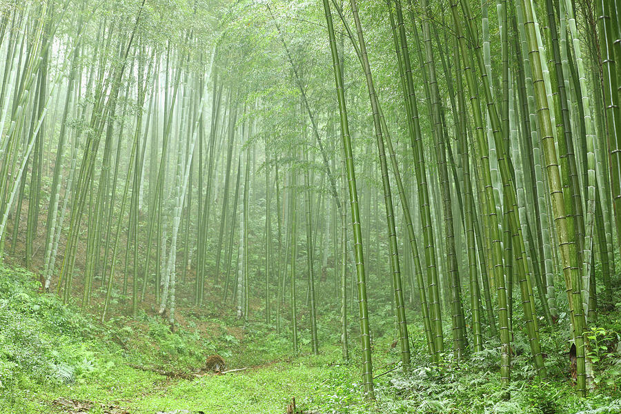Bamboo Grove #5 Photograph by Bihaibo