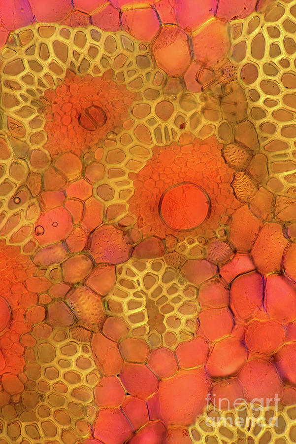 Banana Stalk Photograph by Marek Mis/science Photo Library Fine Art