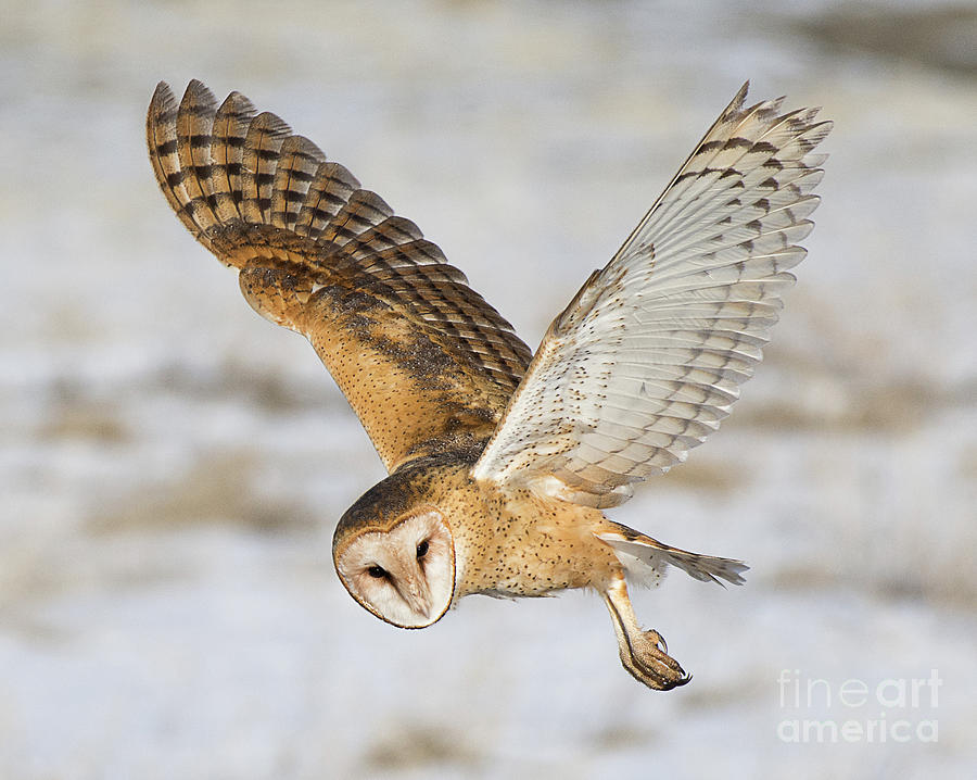 Barn Owl Hunting #5 Photograph by Dennis Hammer