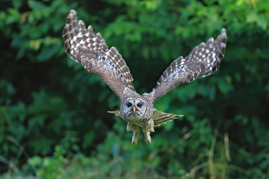 Barred Owl #5 Photograph by Gavin Lam