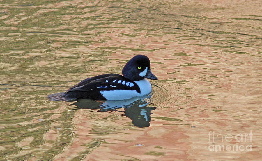 Barrow's Goldeneye Photograph - Barrows Goldeneye by Gary Wing Barrow's Goldeneye Photograph - Barrows Goldeneye by Gary Wing