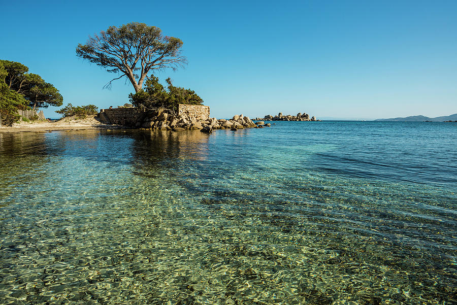 Beach And Pine Trees, Palombaggia, Porto Vecchio, Corse-du-sud, Corsica, France #5 Photograph by Daniel Schoenen Fotografie