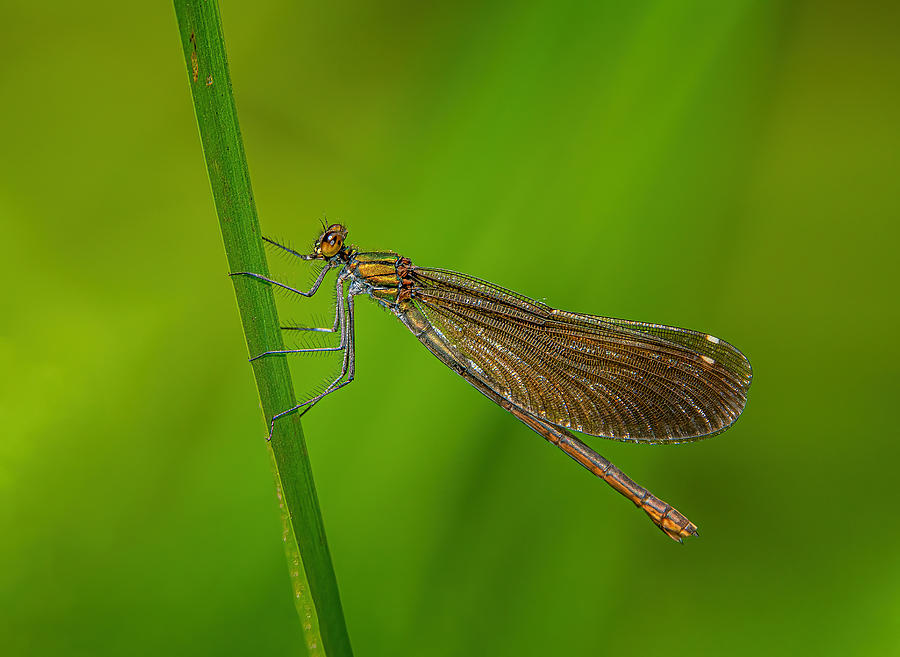 Beautiful Demoiselle Photograph by Ronny Olsson - Fine Art America