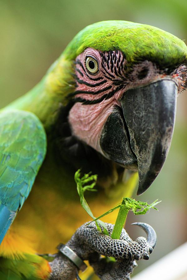 Beautiful Macaw bird by Rob D Imagery Beautiful Macaw bird by Rob D Imagery