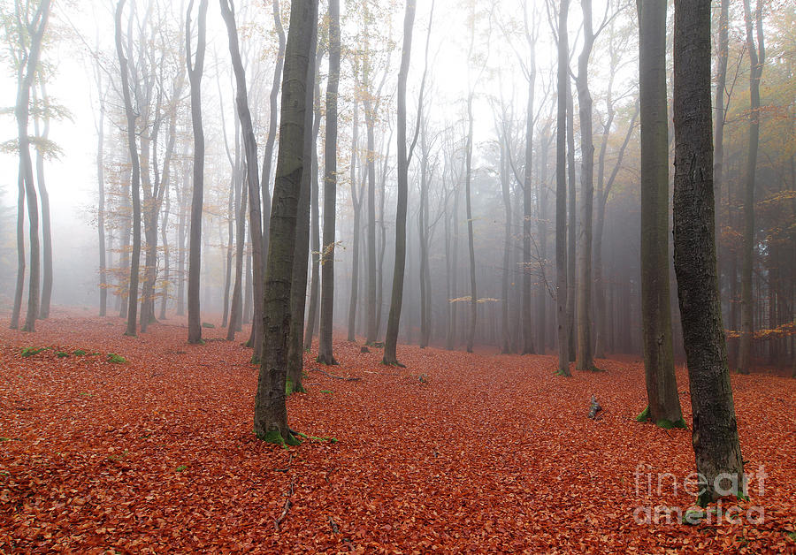 Beech forest in autumn #5 Photograph by Michal Boubin