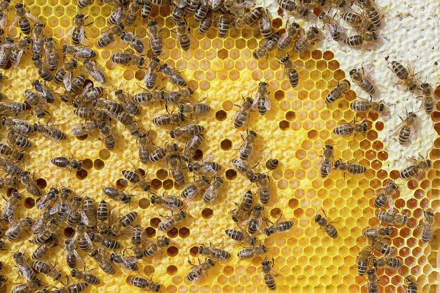 Bees On Honeycomb Photograph