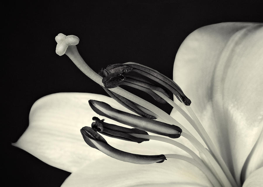 Black And White #5 Photograph by Juj Winn