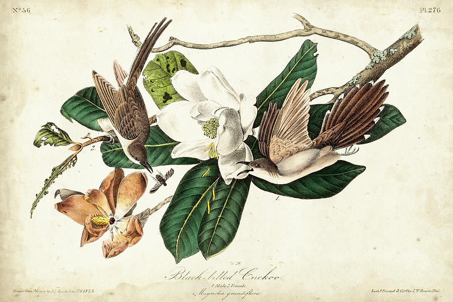 Animal Painting - Black-billed Cuckoo #5 by John James Audubon