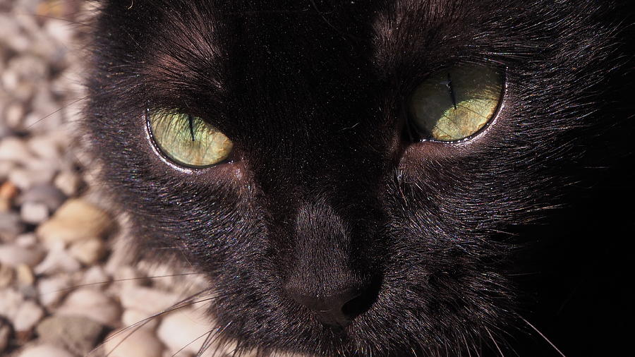 Black cat by Eye to Eye Xperience Black cat by Eye to Eye Xperience