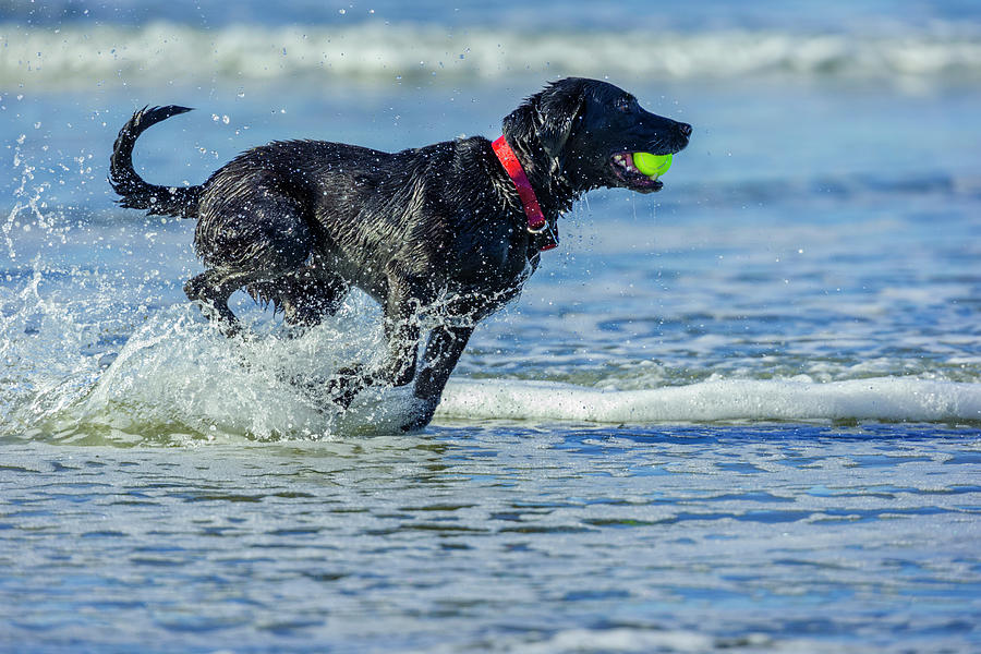 Black Labrador Retriever On The Oregon Photograph by Don White - Fine ...