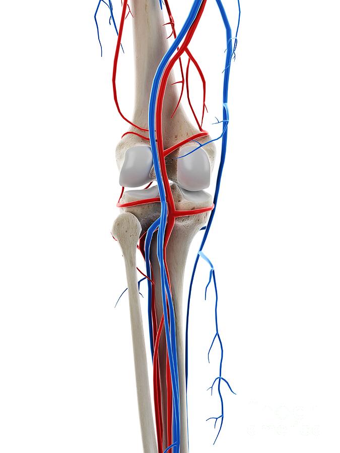 Blood Vessels Of The Knee Photograph by Sebastian Kaulitzki/science ...