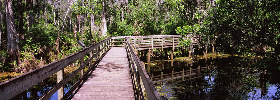 Boardwalk Passing Through A Forest Photograph by Panoramic Images - Pixels