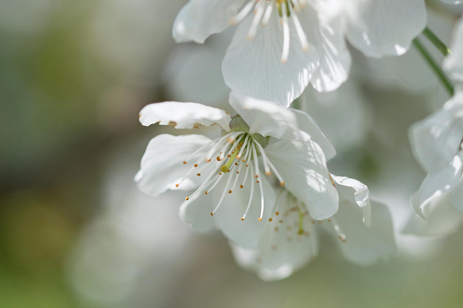 Branch Of A Blossoming Cherry Tree Photograph