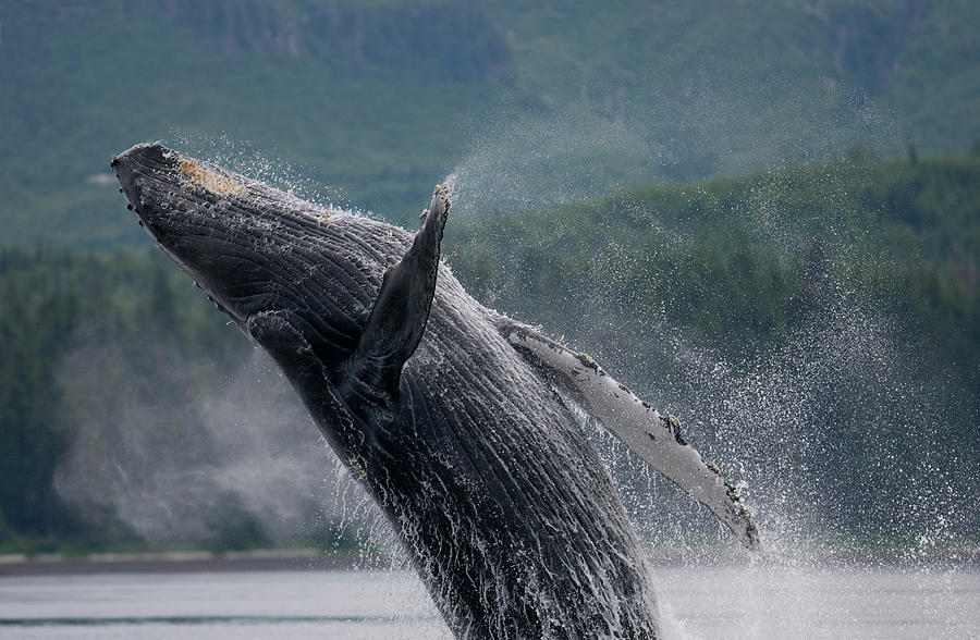 Breaching Humpback Whale, Alaska #5 Photograph by Paul Souders