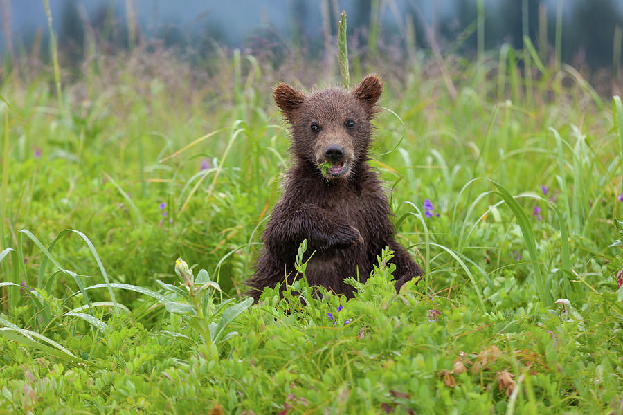 Brown Bear Cub, Lake Clark National #5 Photograph by Mint Images/ Art Wolfe