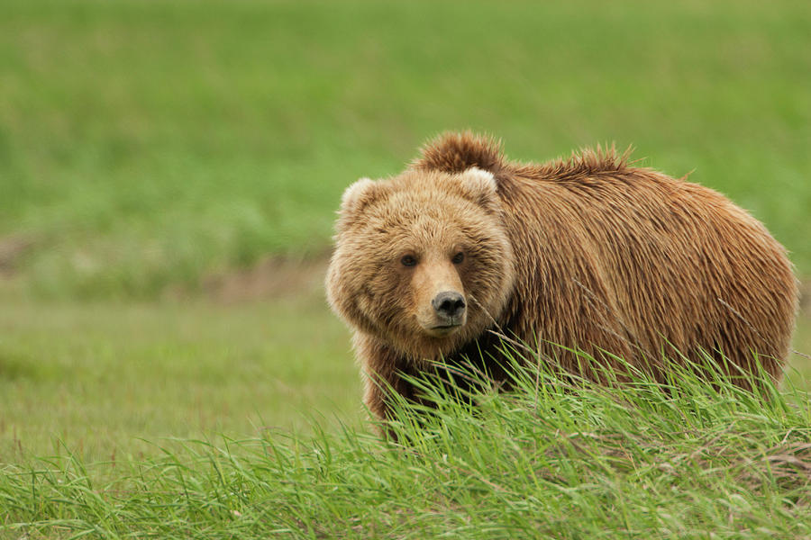 Brown Bear, Katmai National Park #5 Photograph by Mint Images/ Art Wolfe