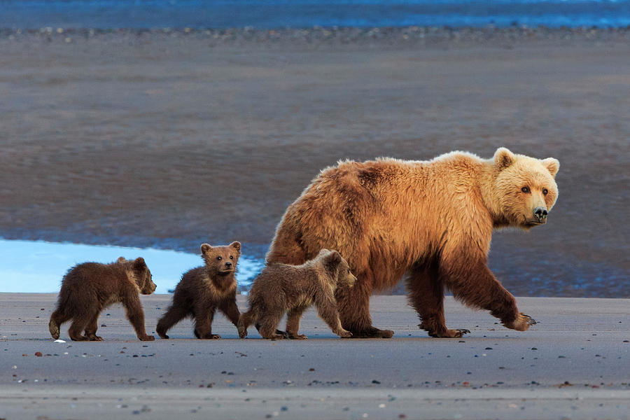 Brown Bear Sow And Cubs, Lake Clark #5 Photograph by Mint Images/ Art Wolfe