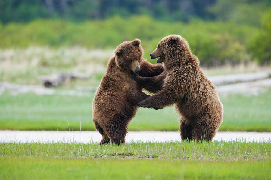Brown Bears, Katmai National Park #5 Photograph by Mint Images/ Art Wolfe