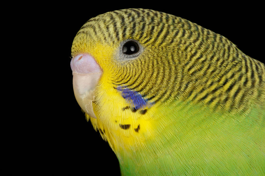Parakeet Photograph - Budgerigar Melopsittacus Undulatus #5 by David Kenny