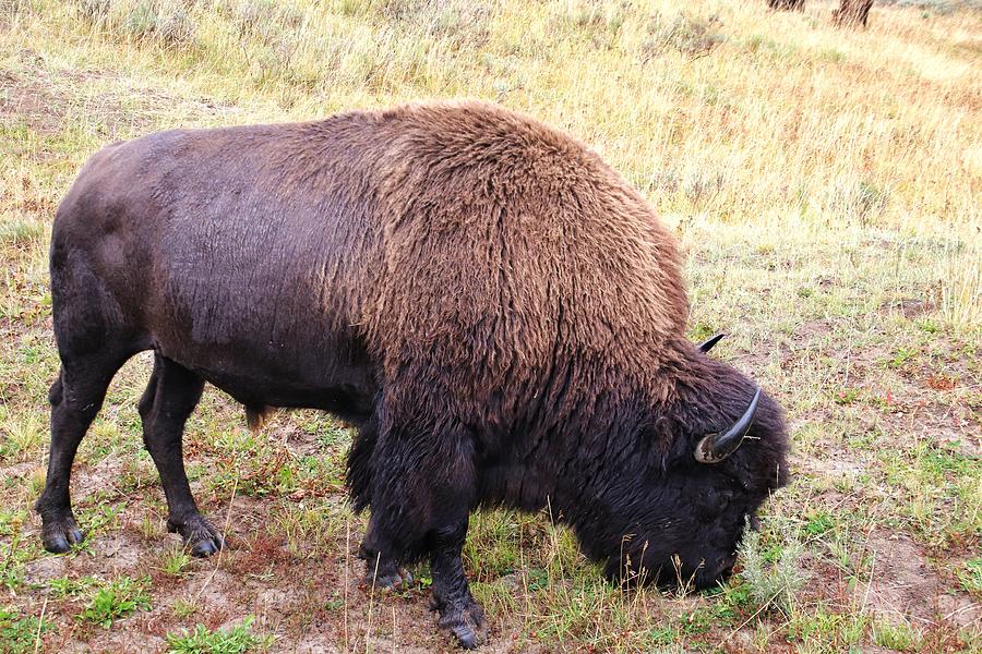 Buffalo at Yellowstone National Park #5 Photograph by Susan Jensen