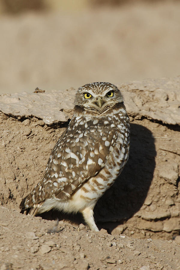 Burrowing Owl #5 Photograph by James Zipp