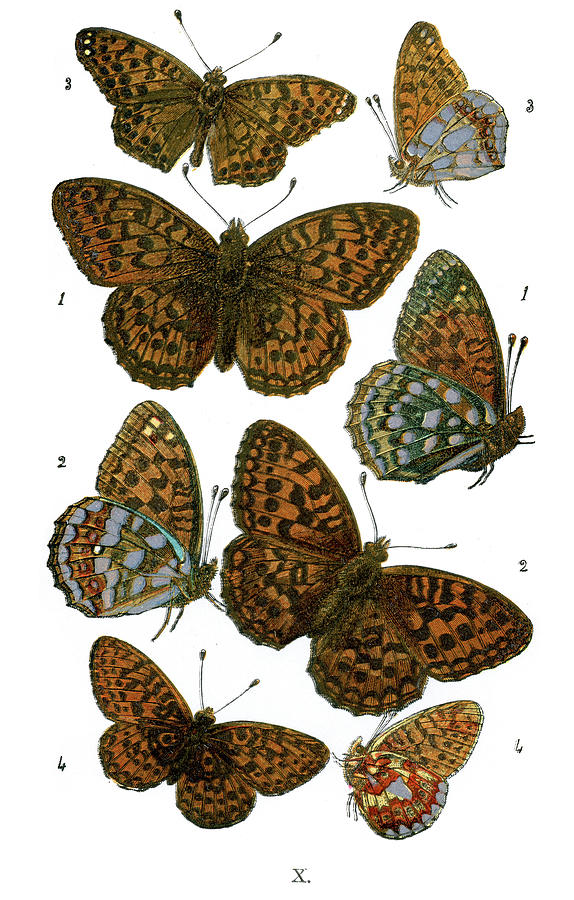 Butterfly Digital Art - Butterflies #5 by Duncan1890