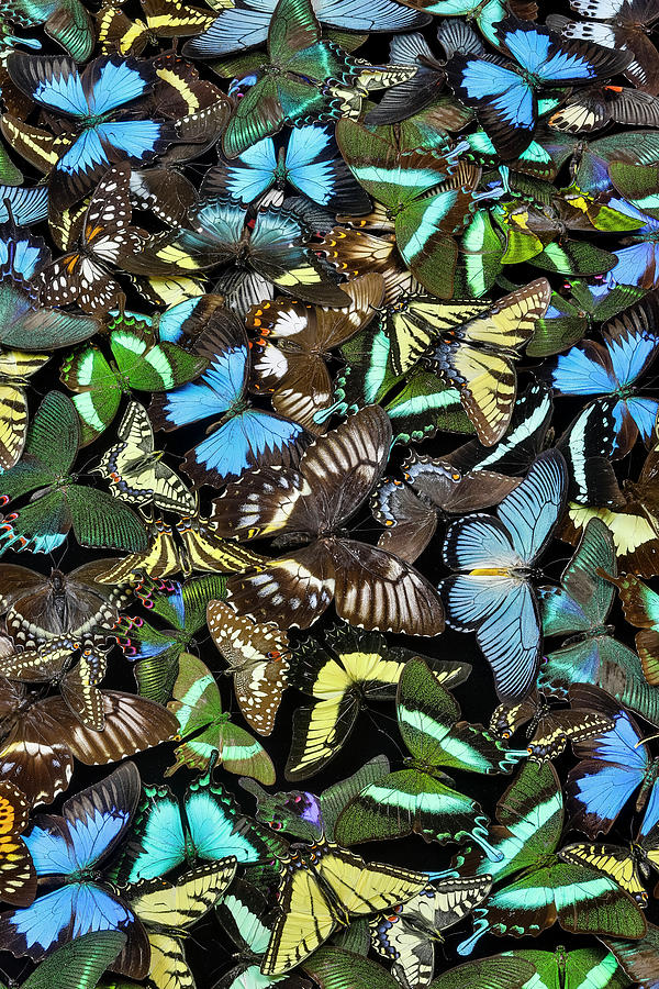 Butterflies Grouped Together To Make Photograph by Darrell Gulin - Fine ...