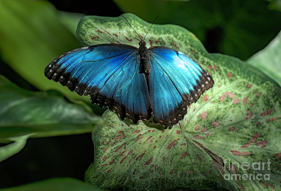 Butterfly #5 Digital Art by Elijah Knight