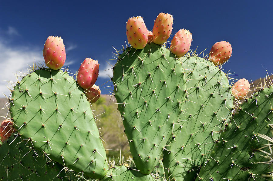 Cactus #5 Digital Art by Heeb Photos