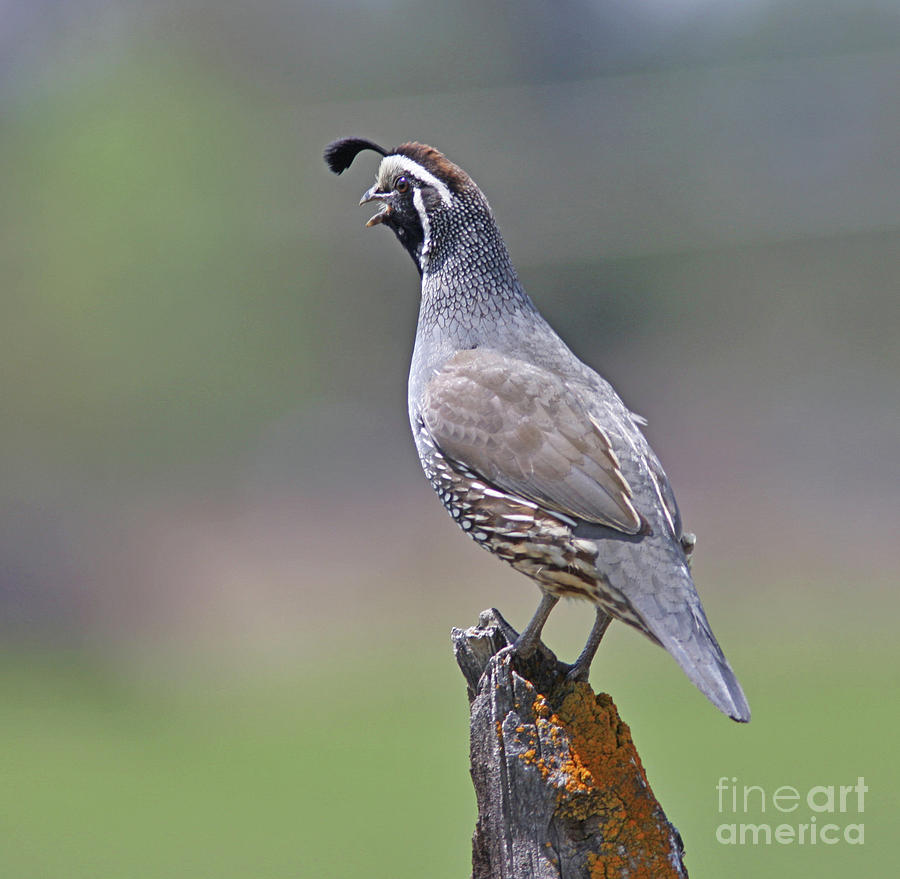 California Quail Photograph - California Quail by Gary Wing California Quail Photograph - California Quail by Gary Wing