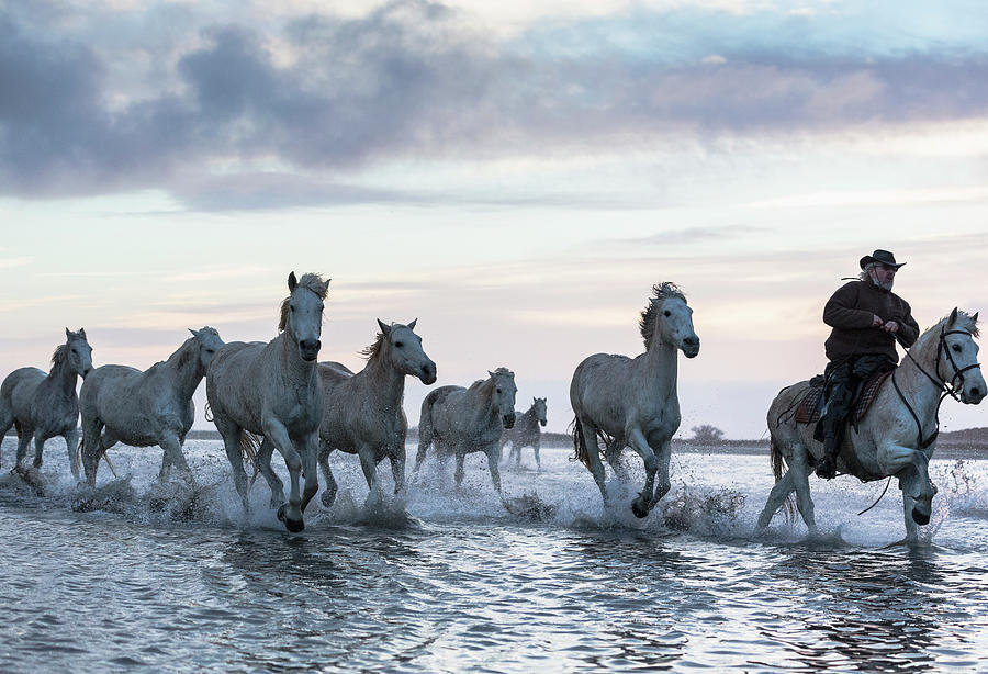 Camargue Horses #5 Digital Art by Beniamino Pisati