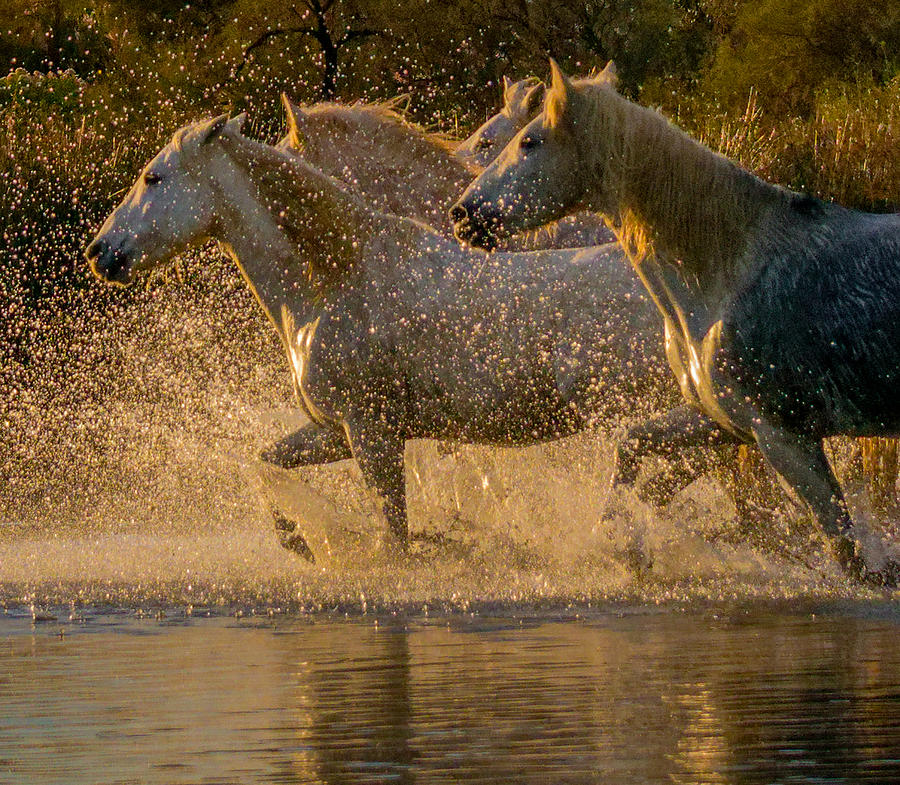 Camargue Horses #5 Photograph by Isabelle Dupont