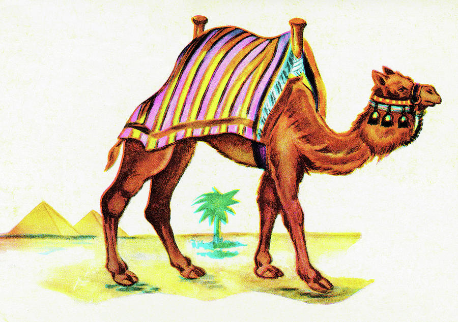 Vintage Drawing - Camel #5 by CSA Images