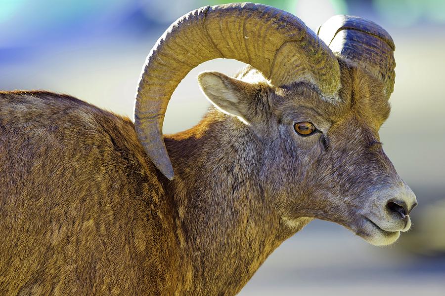 Canada, Alberta, Mountain Sheep #5 Photograph by Don White Canada, Alberta, Mountain Sheep #5 Photograph by Don White