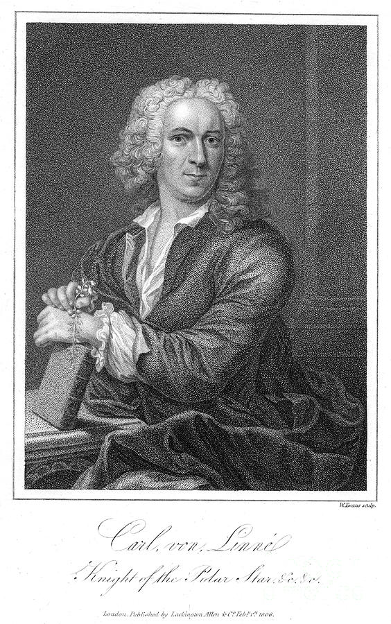 Carolus Linnaeus, 18th Century Swedish #5 Drawing by Print Collector