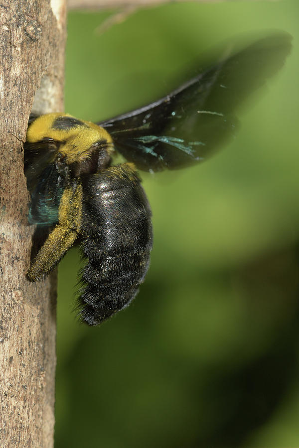 Carpenter Bee At Nest Hole, Malaysia #5 Photograph by W.k. Fletcher