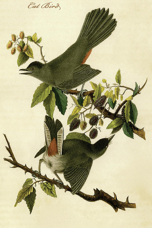 Bird Painting - Cat Bird #5 by John James  Audubon