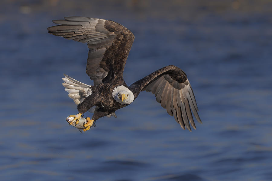 Eagle Photograph - Catching #5 by Jun Zuo