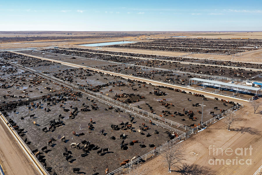Cow Photograph - Cattle Feedlot #5 by Jim West/science Photo Library