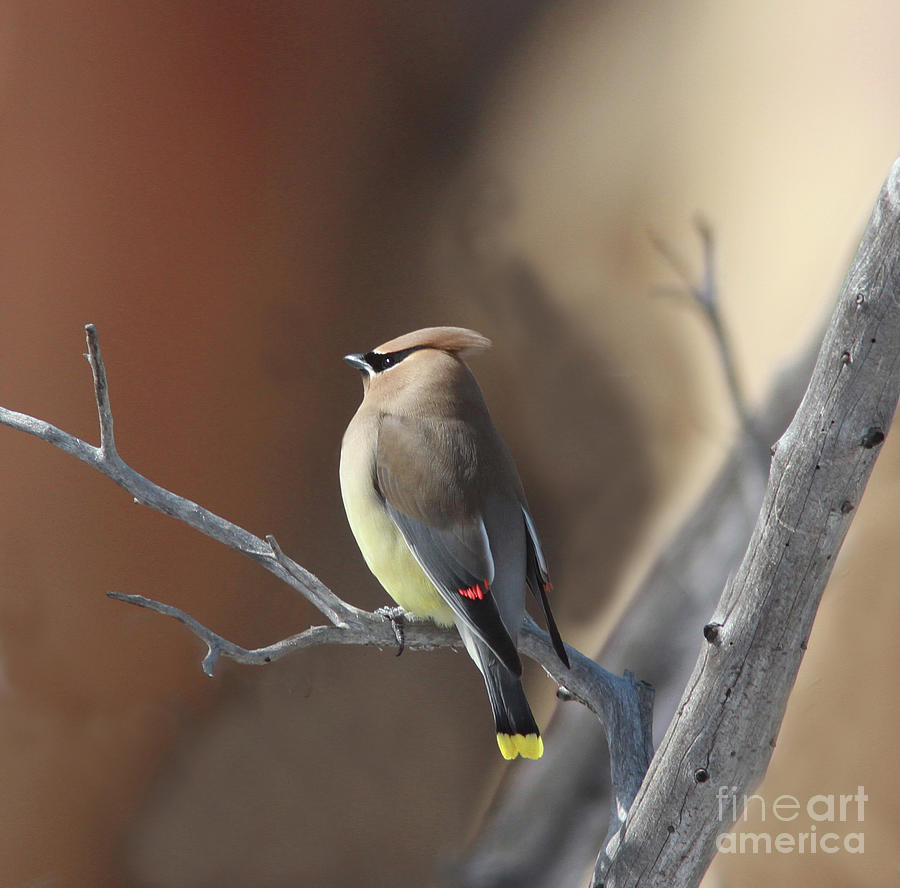 Cedar Waxwing #5 Photograph by Gary Wing