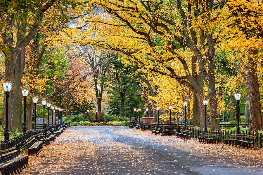 Fall Photograph - Central Park At The Mall In New York #5 by Sean Pavone