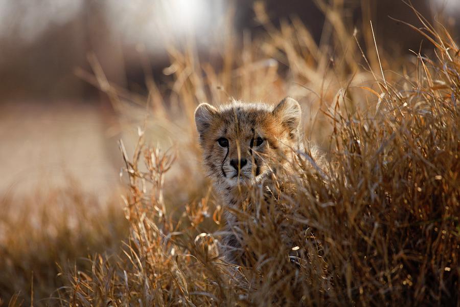 Cheetah (acinonyx Jubatus)). Hoedspruit Photograph by Roger De La Harpe ...