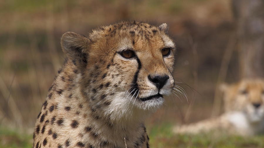 Cheetah close up by Eye to Eye Xperience Cheetah close up by Eye to Eye Xperience