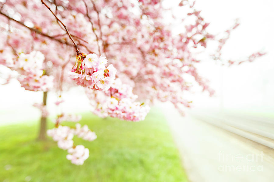 Cherry Blossom #5 Photograph by Science Photo Library Cherry Blossom #5 Photograph by Science Photo Library